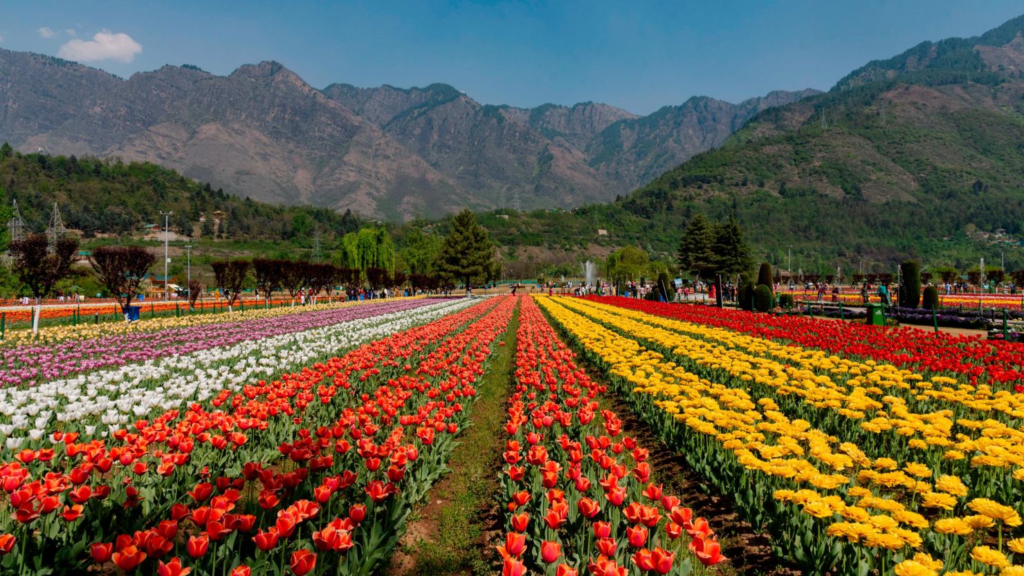 Indira Gandhi Tulip Garden with colorful rows of tulips and Zabarwan mountains