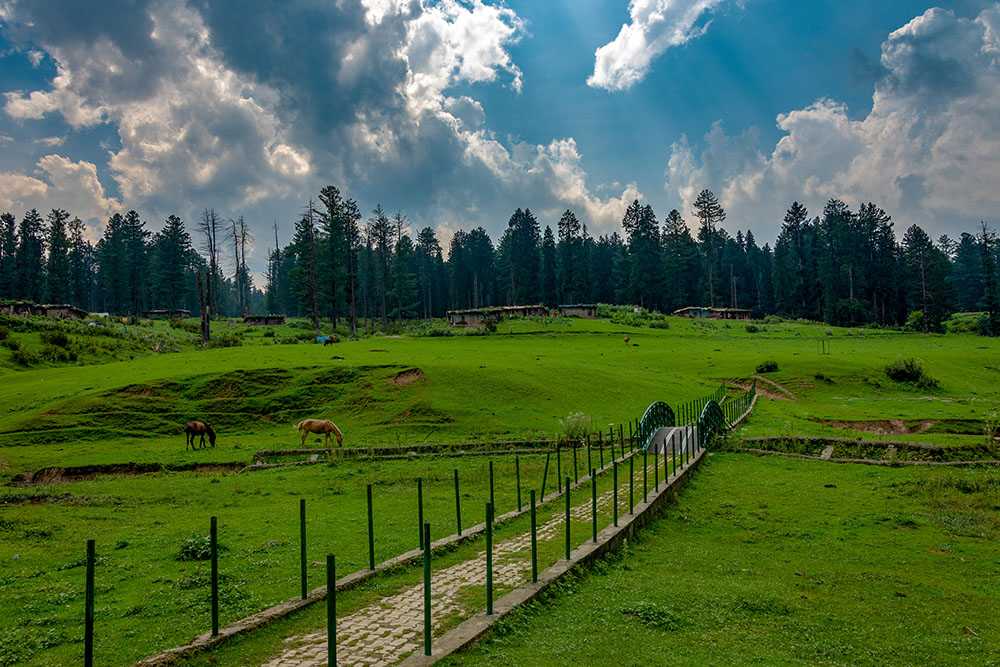 Yousmarg meadow with pine forests and snow-capped Pir Panjal mountains